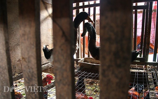 Với ba chuồng gà, mỗi chuồng với diện tích khiêm tốn khoảng 2m2 mỗi năm đem lại nguồn cung cấp thực phẩm thịt gà, ngan sạch cho không chỉ gia đình ông mà còn nhiều anh em hàng xóm xung quanh.