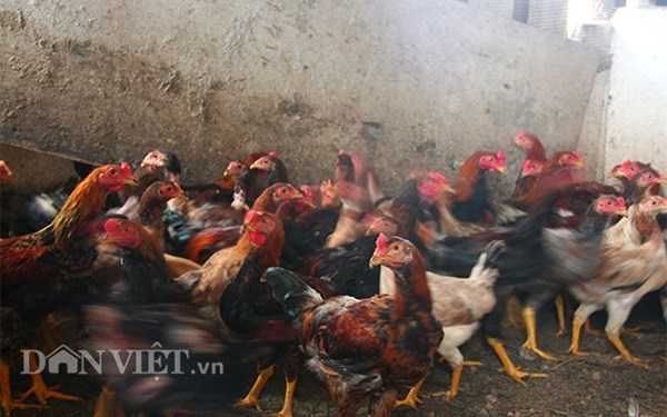 Trung bình mỗi năm, gia đình ông Tiến nuôi khoảng 150 con gà theo tính toán cứ 2-3 ngày lại thịt một con.
