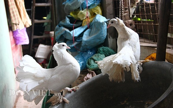 Với tình yêu động vật, ông còn nuôi thêm 3 chú chim bồ câu Pháp và một đàn mèo.