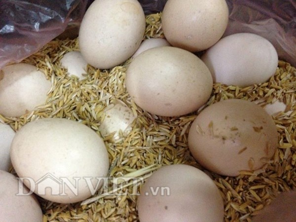 Với tình yêu động vật, ông còn nuôi thêm 3 chú chim bồ câu Pháp và một đàn mèo.