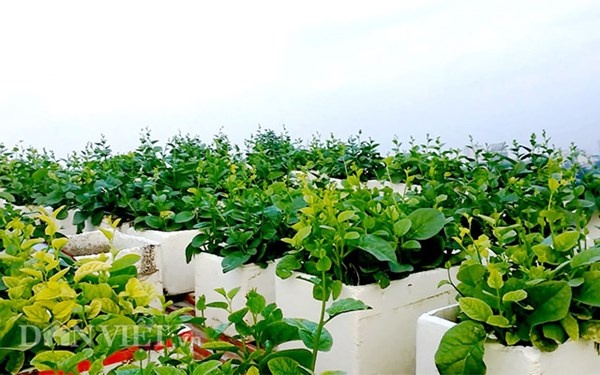 Ngự trên tầng cao, vườn rau của gia đình ông Tiến luôn xanh tốt nhờ hấp thụ đầy đủ ánh sáng.