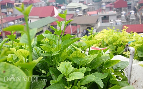 Những luống mùng tơi tốt um trong khu vườn trên cao chính là thành quả của đôi bàn tay miệt mài chăm sóc hàng ngày nhờ ông Tiến và gia đình.