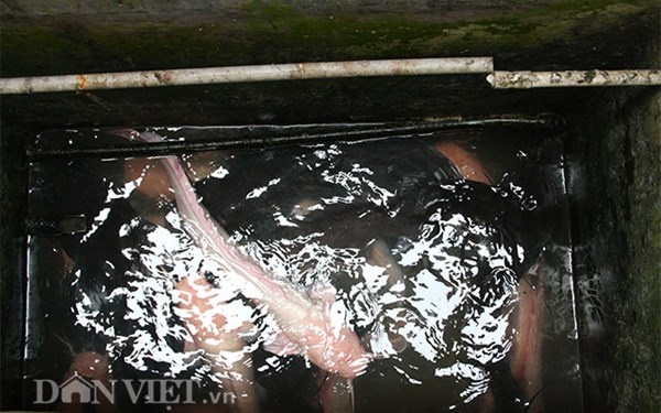 Năm 2000, ông Tiến bắt đầu làm khu chăn nuôi cá với quy mô nhỏ.  Tuy chỉ với 5 bể, mỗi bể chưa đến 3m2 chạy xung quanh nhà nhưng lại chính là nguồn cung cá dồi dào cho gia đình ông.