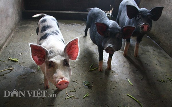 Giống lợn Lửng được gia đình ông nhiều năm nay tin tưởng chăn nuôi bởi nó hạn chế gây ô nhiễm tiếng ồn ảnh hướng tới hàng xóm xung quanh.