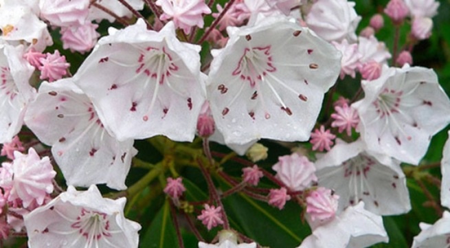 Ðoc to gay chet nguoi an giau trong hoa hinh anh