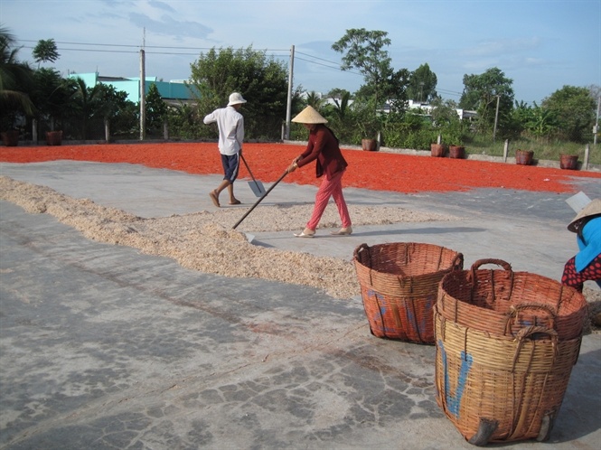 Sân phơi ruốc khô nhuộm màu đỏ gạch trên nền xi măng, bên cạnh là ruốc khô màu trắng sữa không nhuộm.