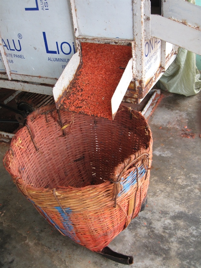 Ngay cả sọt đựng ruốc khô cũng bị vây màu đỏ gạch từ ruốc tươi sau khi luộc và nhuộm mang ra phơi khô.