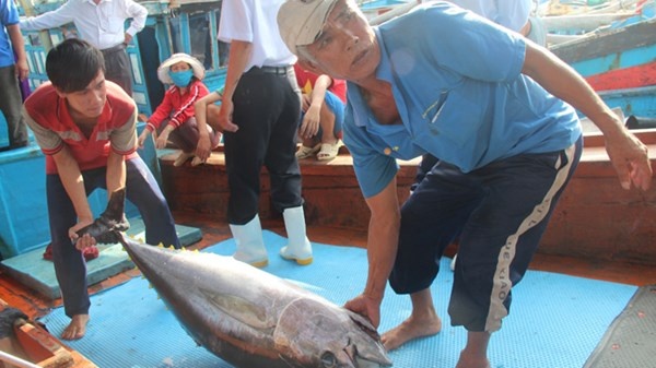 Xuat ngoai hoc cau ca ngu kieu Nhat: Can bo hay ngu dan di? hinh anh