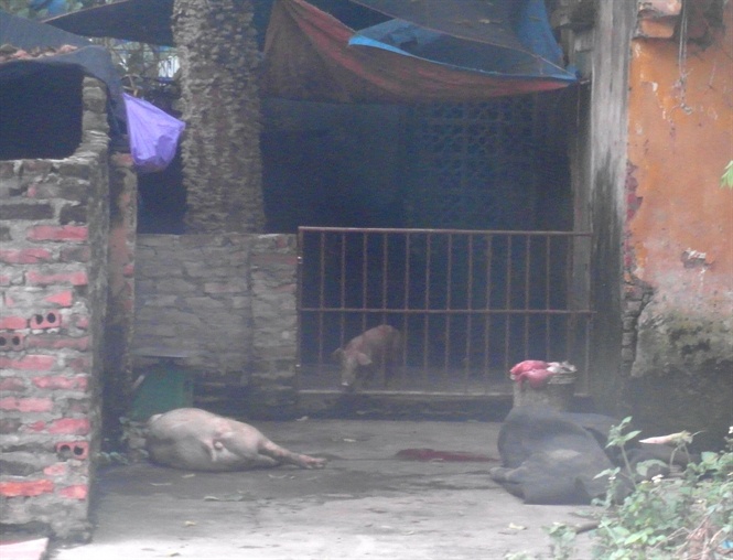 Điểm tập kết lợn ốm chết của vợ chồng Dân - Hái.