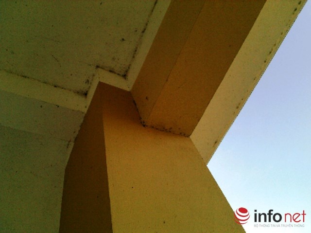 Kiến ba khoang bò từ bên ngoài vào leo lên trần nhà và gây nguy hại cho người.