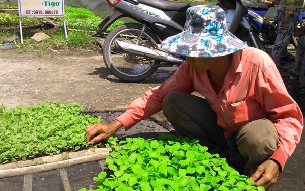 Uom rau mau o mien Tay lai gan 1 trieu dong/ngay hinh anh
