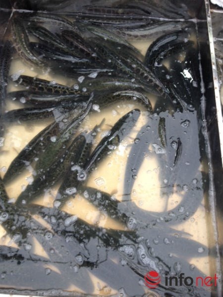 Cá quả Trung Quốc bán tại chợ Yên Sở (Hoàng Mai, Hà Nội).