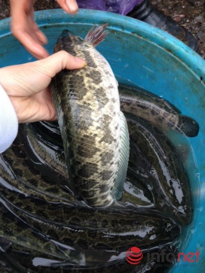 Về đến chợ nhỏ, cá quả được gắn mác cá quả ta để bán giá cao, đắt hàng.