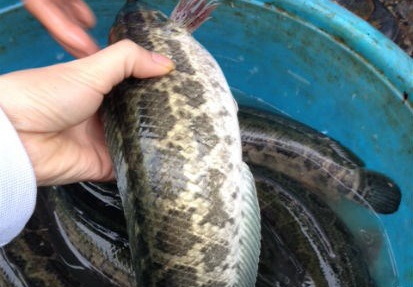 Ca qua Trung Quoc doc chiem cho ca lon nhat Ha Noi hinh anh