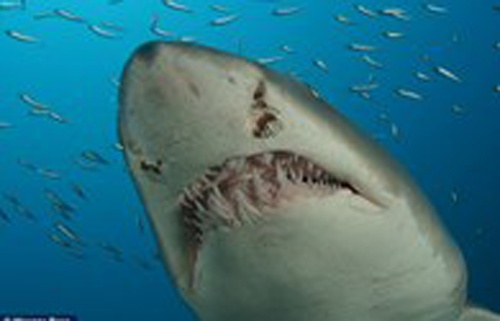 Phat hien dau va chan nguoi trong bung ca map khong lo hinh anh