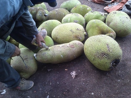 Những trái mít bị chích thuốc. Hình minh họa.