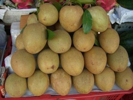 Hồng xiêm không qua tẩm bột sắt là khi trên vỏ còn màu xanh như thế này.