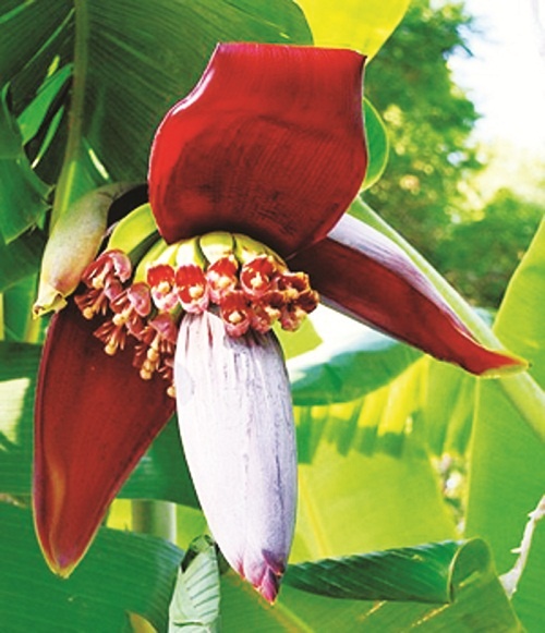 Hoa chuoi chua benh hinh anh