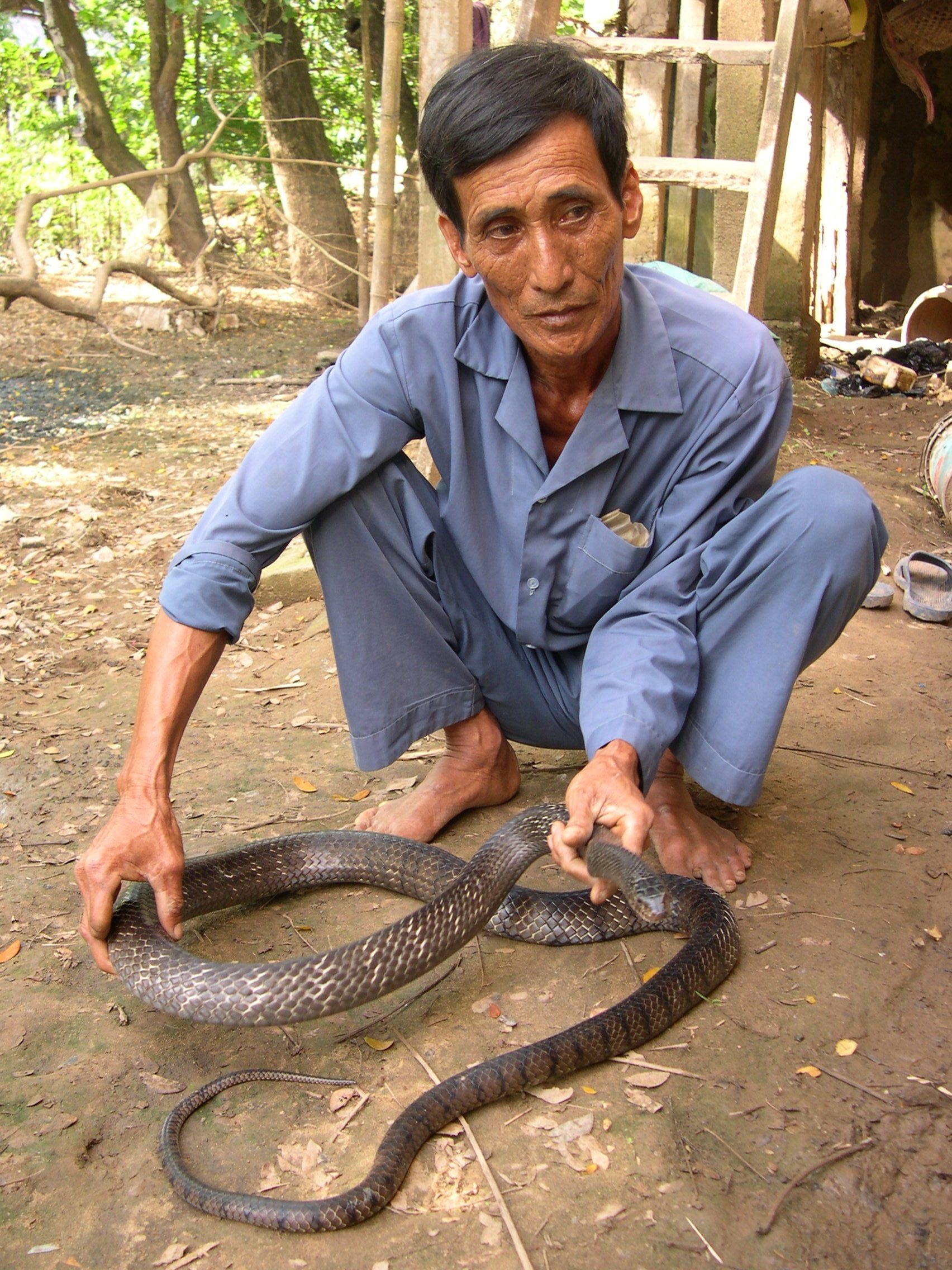 Rắn thương phẩm nuôi 1 năm đạt trọng lượng 1,3 kg.