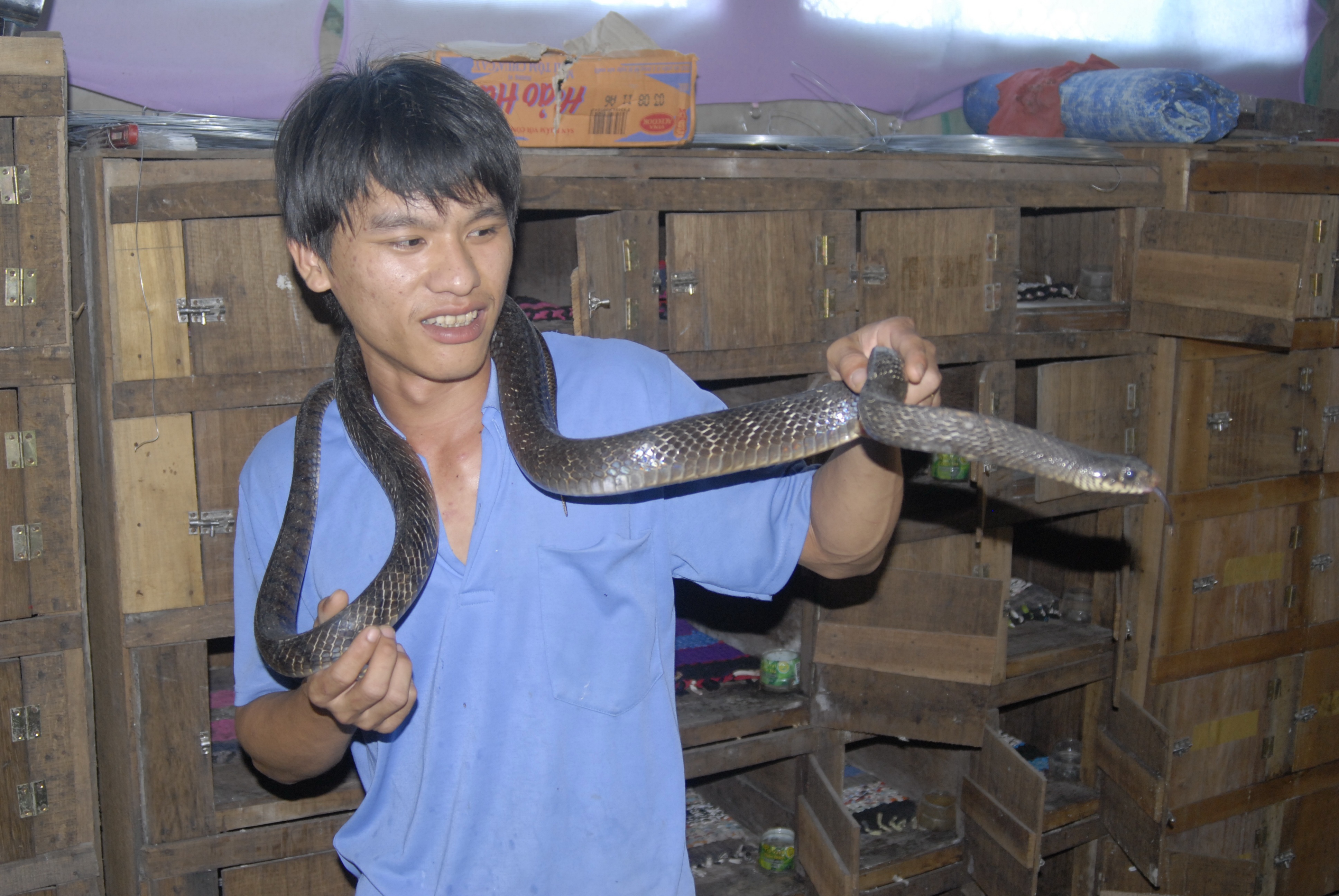 Nuoi ran ho heo trong hoc tu doc dao o mien Tay hinh anh