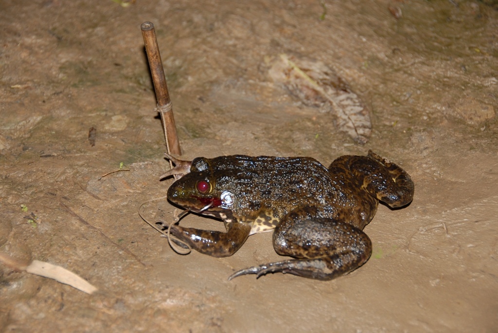 Còn ông Nguyễn Văn Thạch (Sáu Thạch) ở xã Hòa An, huyện Phụng Hiệp – Hậu Giang cho biết: Câu ếch không chỉ cắm vào mùa nước nổi mà cắm được quanh năm. Vì lúc nước nổi ếch sẽ lớn hơn và nhiều hơn. Bình quân mỗi người bắt từ 5-10kg ếch (lớn nhỏ).