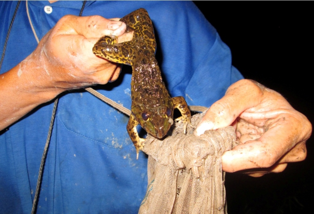 Thường khoảng 19 giờ, những người làm nghề cắm câu ếch bắt đầu đi thăm lần đầu tiên để sửa lại mồi, gỡ ếch để ếch không bị chết và dính nhiều hơn. 