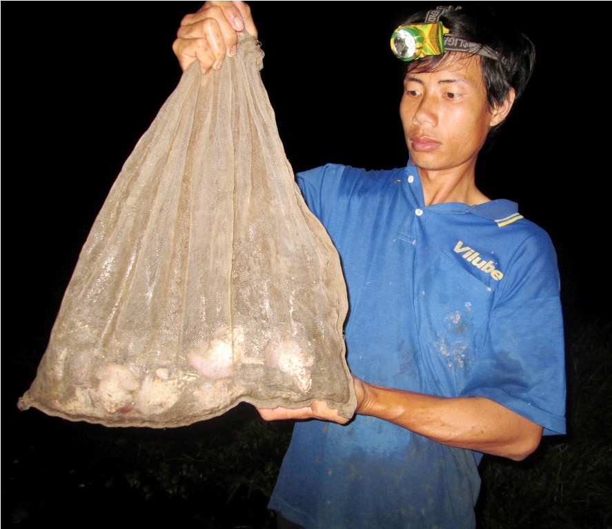 Đến 4 giờ sáng những người làm nghề cắm câu phải đi cuốn để kịp bán cho những bạn hàng ở Cần Thơ, Hậu Giang hay chở lên TP.HCM. 