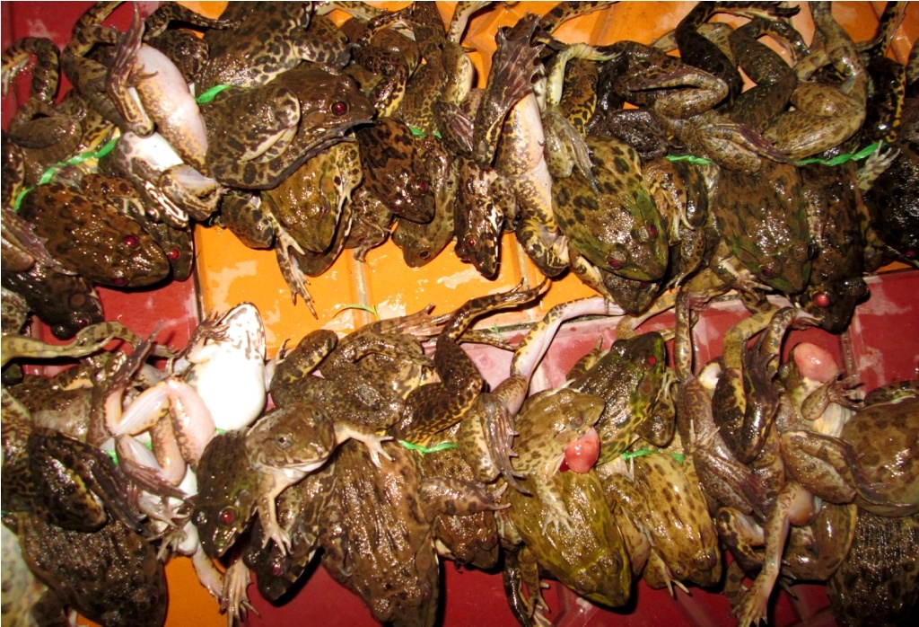 Những con ếch được cột ngang hong thành từng chùm 1,5 đến 2 kg rồi đem ra chợ bán với giá hiện tại 40.000 đến 45.000 đ/kg (loại nhỏ), 65.000 đến 70.000 đ/kg (loại 200 gram/con trở lên). 