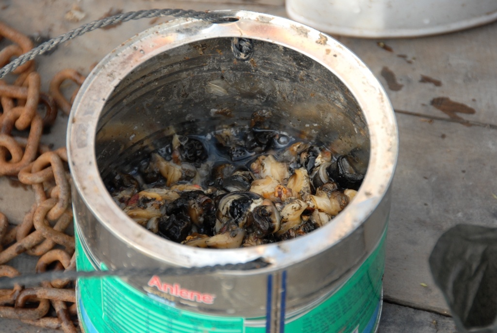 Ếch đồng dân miền Tây còn gọi là “gà đồng” vì thịt giống như thịt gà. Để bắt ếch dùng mồi ốc bươu vàng cắt thành viên nhỏ và vài con cá biển được bằm nhiễn làm mồi lót trộn với một ít vị thuốc Bắc. 