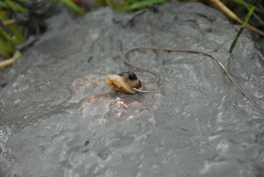 Anh Nguyễn Văn Toàn ở ấp 4, xã Hòa Mỹ, huyện Phụng Hiệp (Hậu Giang) có nhiều kinh nghiệm cắm câu ếch cho biết: Làm dây câu ngắn để ếch không kéo xuống nước dễ sẩy. Mồi lót tốt nhất là cá biển bằm nhiễn rồi cho vào một cái chai nhựa và vặn nút lại đem phơi nắng khoảng 10 – 20 tiếng để cá thối lên ếch sẽ đến ăn câu nhiều hơn.   4/ Theo anh Toàn, ốc lễ xong cắt thành từng viên vừa đủ để ếch ăn. Vì nếu mồi nhỏ quá thì chỉ dính những con ếch nhỏ, mồi lớn quá ếch rất dễ sẩy. Miếng mồi câu bằng ngón tay cái là vừa.