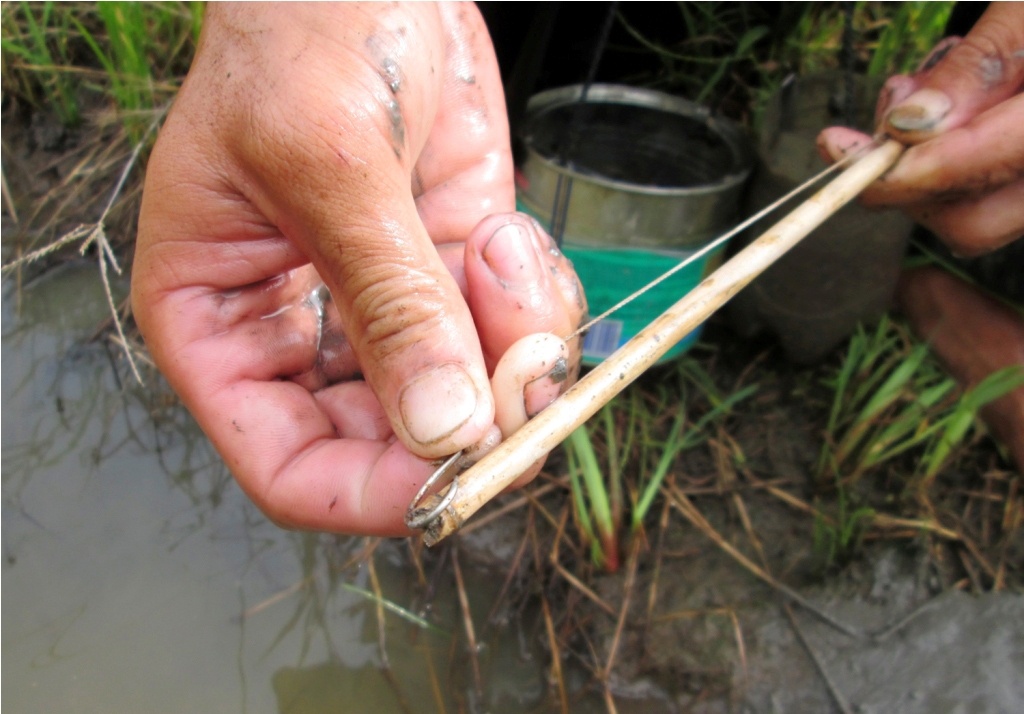 Mỗi người cắm dao động từ 100 – 300 cần câu. Câu thường được cắm ở các bờ mẫu, đê bao, liếp hay quanh vườn cây ăn trái. Vì những nơi đó có nhiều ếch mà lại to.