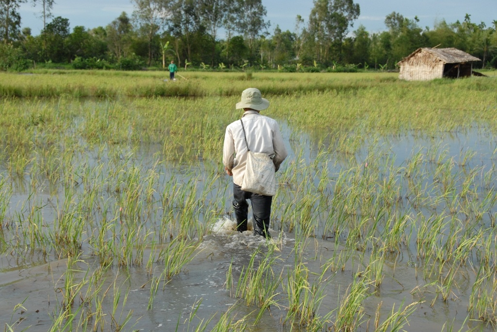 Cắm câu ếch thường bắt đầu từ khoảng 15 giờ cho đến 17 giờ 30. Lúc nước cạn thì lội bộ, còn lúc nước sâu thì xuồng. 