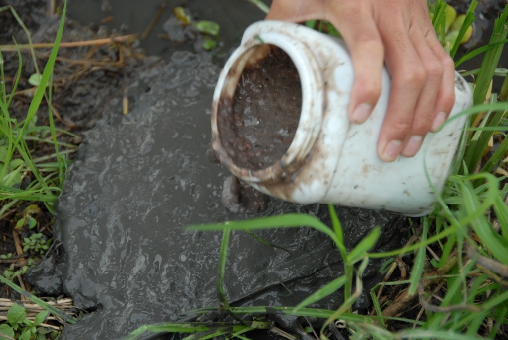 Trước khi cắm câu, người làm nghề phải móc đất tô bãi cho láng rồi để mồi lót lên mặt. Tiếp đến lấy chiếc cần câu móc mồi ốc cắm mạnh xuống bờ và để chiếc lưỡi trên mặt bãi. 