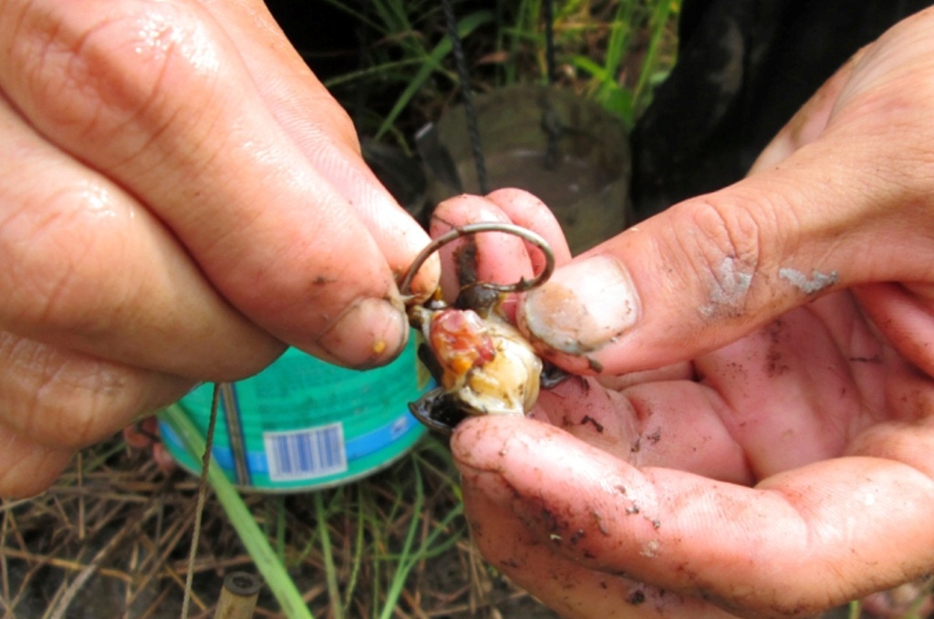 Khoảng cách cậm câu  ếch với nhau khoảng 5 – 6 m. Còn đối với địa hình bờ ranh thì cấm mỗi bờ 2 đường câu với khoảng cách 7 m. 