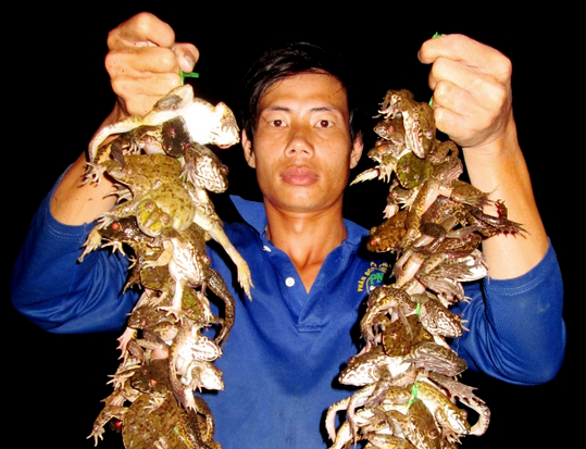 Bi kip kiem tien nho nghe san 'ga dong' trong dem o mien Tay hinh anh