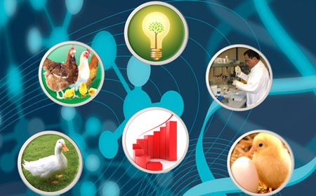 CP Việt Nam có 9 nhà máy sản xuất thức ăn chăn nuôi và thủy sản.