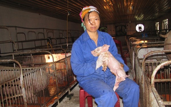 Bat cap nganh chan nuoi: Nhap tu con giong den… cai mang lon hinh anh