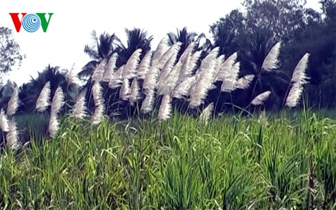 Mía trổ trắng cờ tại huyện Phụng Hiệp tỉnh Hậu Giang.