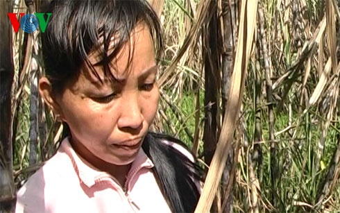 Cay mia tro trang co, nguoi trong mia trang tay hinh anh