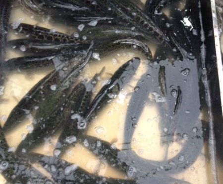 Hon 90 tan ca qua Trung Quoc do ve cho lon nhat Ha Noi hinh anh