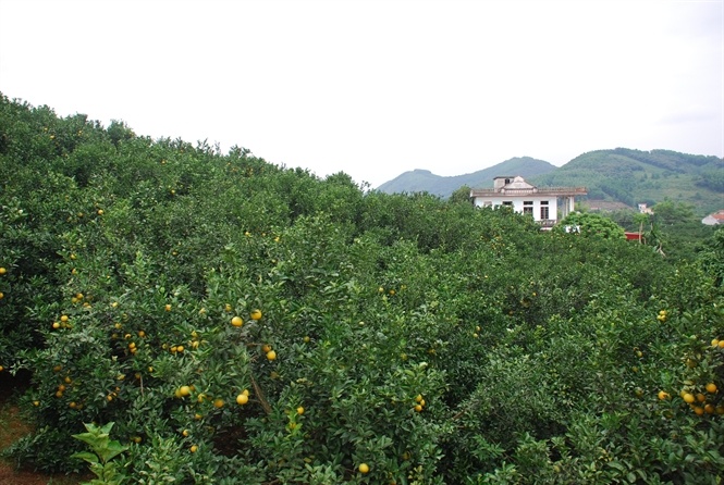 Những đồi cam bát ngát ở Lục Ngạn... Đọc thêm tại: http://nongnghiep.vn/huyen-co-tren-5000-trieu-phu-post135062.html | NongNghiep.vn