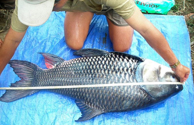Cá hô dài cả mét sau sáu năm nuôi.