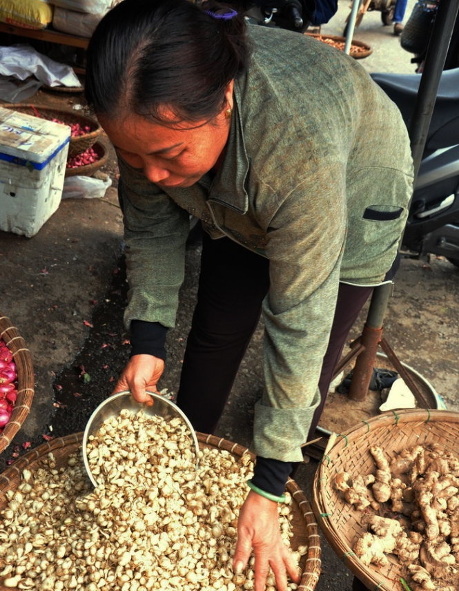 Giá củ nén tại Quảng Ngãi tăng nhanh từ ngày xuất hiện rắn lục đuôi đỏ.