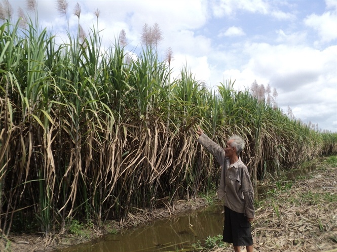 Mia trang dong, dan trang tay hinh anh