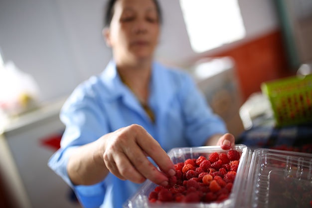 Kha len nho nuoi trong hang doc: Mam xoi len doi hinh anh