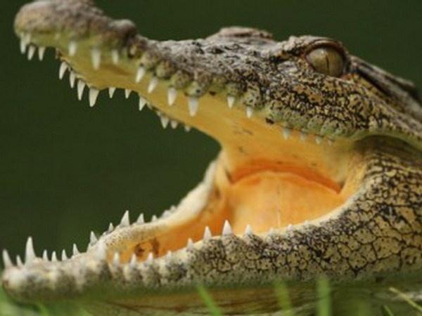 Mafia Italy dung dong vat bat hop phap de cung co quyen luc hinh anh