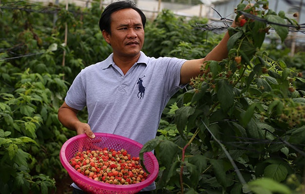 Huỳnh Trung Quân trong vườn phúc bồn tử.