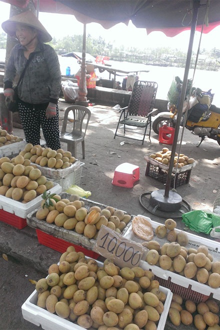  Không chỉ thanh long mà khá nhiều loại hoa quả khác cũng đang được bán với giá bèo do thiếu đầu ra.