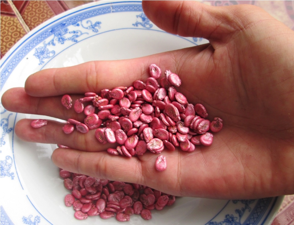 1.500 dong/hat dua mien Tay, muon mua phai dat truoc 3 thang hinh anh