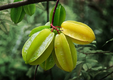 Loi ich 'vang' cua qua khe co the ban chua biet hinh anh